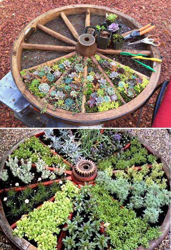 Recycle an old wagon wheel for a divided succulents bed. 