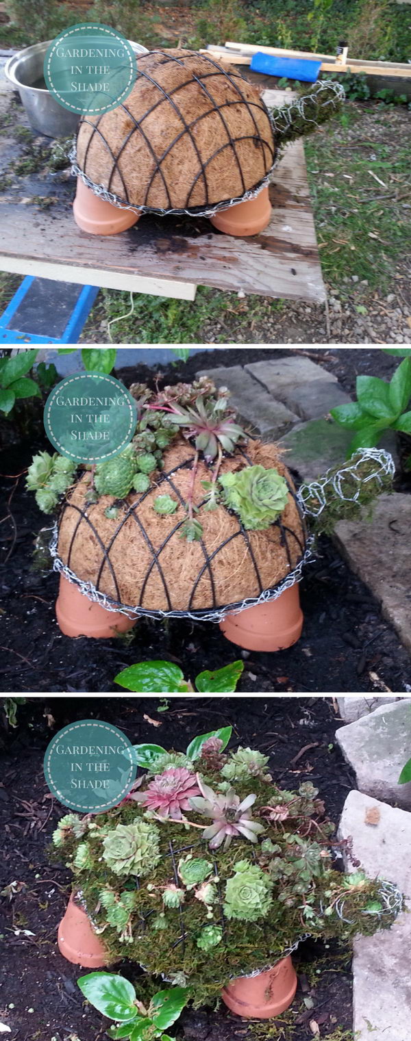 DIY Succulent Turtle. 
