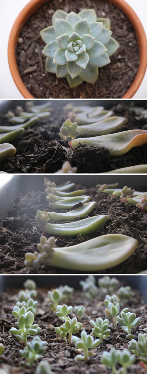 How To Propagate Succulents. 